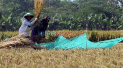 Mitigasi Tepat dalam Menyikapi Ancaman El Nino Terhadap Produksi Padi