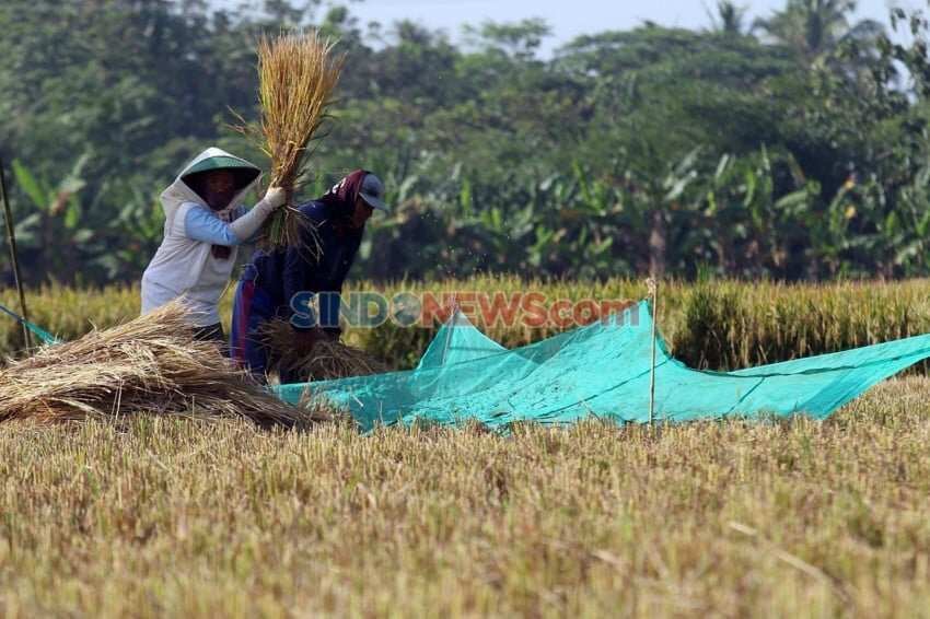 Mitigasi Tepat dalam Menyikapi Ancaman El Nino Terhadap Produksi Padi Mitigasi Tepat dalam Menyikapi Ancaman El Nino Terhadap Produksi Padi