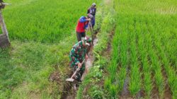Jaga Ketahanan Pangan, Babinsa Koramil Doko Dampingi Petani Merawat Sawah Di Resapombo