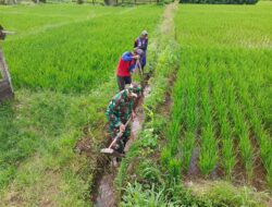 Jaga Ketahanan Pangan, Babinsa Koramil Doko Dampingi Petani Merawat Sawah Di Resapombo