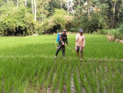 Wujudkan Ketahanan Pangan, Babinsa Kedungbanteng Dampingi Petani Merawat Sawah Warga