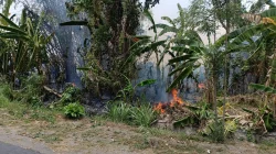 Rumpun Bambu Nyaris Ludes Di Wonodadi Blitar, Kebakaran Berhasil Dipadamkan Berkat Kesiapsiagaan Warga Dan Aparat