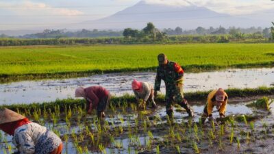 Koramil Jajaran Laksanakan Pendampingan Dan Pengawasan Ketahanan Pangan Dalam Proses Tanam Padi Koramil Jajaran Laksanakan Pendampingan Dan Pengawasan Ketahanan Pangan Dalam Proses Tanam Padi