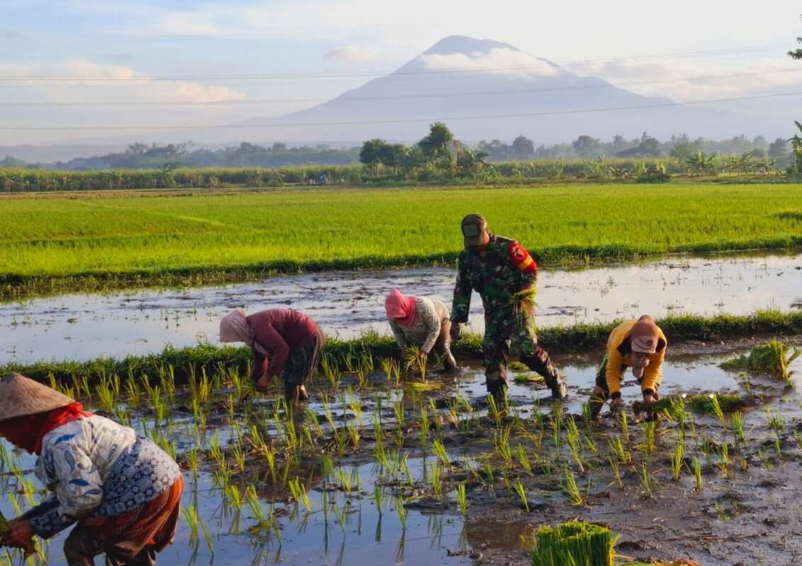 Koramil Jajaran Laksanakan Pendampingan Dan Pengawasan Ketahanan Pangan Dalam Proses Tanam Padi Koramil Jajaran Laksanakan Pendampingan Dan Pengawasan Ketahanan Pangan Dalam Proses Tanam Padi