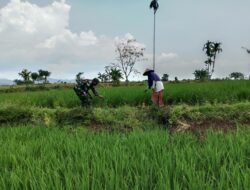 Koramil Jajaran Laksanakan Pendampingan Dan Pengawasan Ketahanan Pangan Di Wilayah Binaan