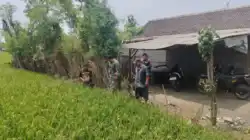 Sawah Kodim 0820 Probolinggo Perkuat Ketahanan Pangan Lewat Pendampingan Petani Padi