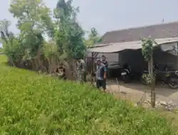 Sawah Kodim 0820 Probolinggo Perkuat Ketahanan Pangan Lewat Pendampingan Petani Padi
