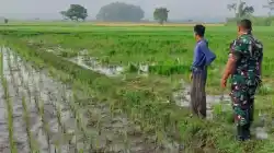 Jaga Produktivitas Pertanian, Koramil Tegalsiwalan Dampingi Petani Tanam Padi