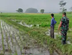 Jaga Produktivitas Pertanian, Koramil Tegalsiwalan Dampingi Petani Tanam Padi