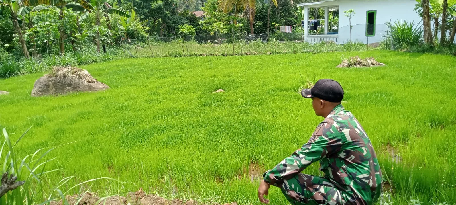 Sukseskan Gerakan Antisipasi Darurat Pangan Nasional, Koramil Gading Dampingi Perawatan Tanaman Padi Sukseskan Gerakan Antisipasi Darurat Pangan Nasional, Koramil Gading Dampingi Perawatan Tanaman Padi