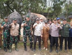 Mengharmoniskan Kehidupan Manusia dan Gajah di Way Kambas