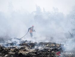 Perlindungan Satwa di Tengah Kebakaran Hutan dan Lahan