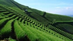 Menyelami Keindahan Terasering Panyaweuyan di Majalengka Menyelami Keindahan Terasering Panyaweuyan di Majalengka