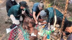 Tragedi Orangutan di Kalimantan Barat
