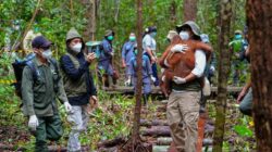 Penguatan Penyelamatan Satwa Liar di Kalimantan Tengah
