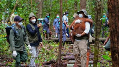 Penguatan Penyelamatan Satwa Liar di Kalimantan Tengah