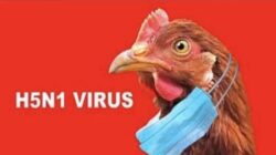 Status Darurat Kesehatan Ditetapkan Uruguay Terkait Flu Burung