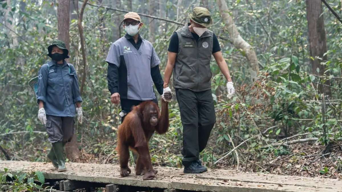 Dampak Anggaran Kemanusiaan yang Menurun di Indonesia