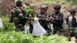 Temuan Ganjaran Narkoba di Hutan Pegunungan Bintang