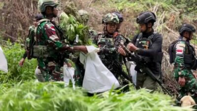 Temuan Ganjaran Narkoba di Hutan Pegunungan Bintang