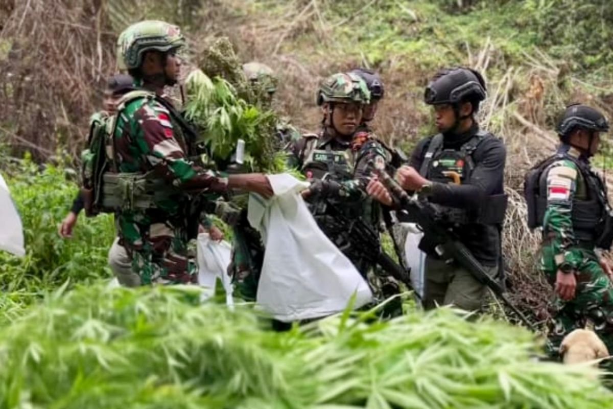 Temuan Ganjaran Narkoba di Hutan Pegunungan Bintang