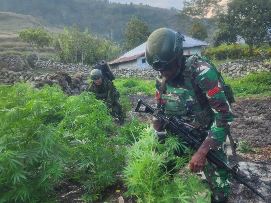 Penangkapan Ganja Besar-Besaran di Yahukimo