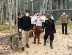 Tindakan Gibran: Perhatian Terhadap Orangutan Di Tengah Kebakaran Hutan
