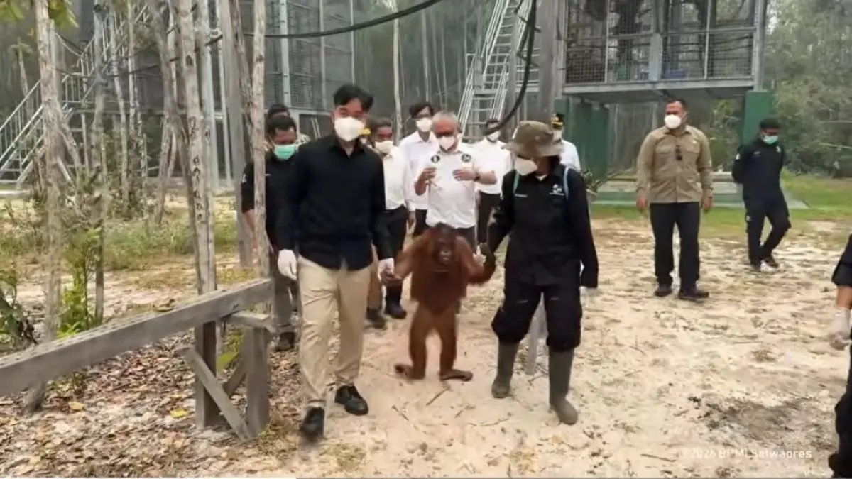 Tindakan Gibran: Perhatian Terhadap Orangutan Di Tengah Kebakaran Hutan