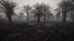 Penurunan Hotspot Karhutla: Kalimantan Tengah Masih Dominate