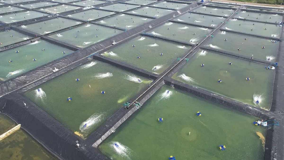 Ancaman Udang Impor Terhadap Petambak Lokal Indonesia