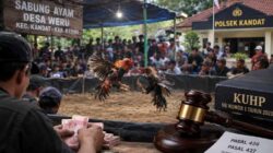 Judi Sabung Ayam Beroperasi di Weru Kandat, Penegakan Hukum Diuji