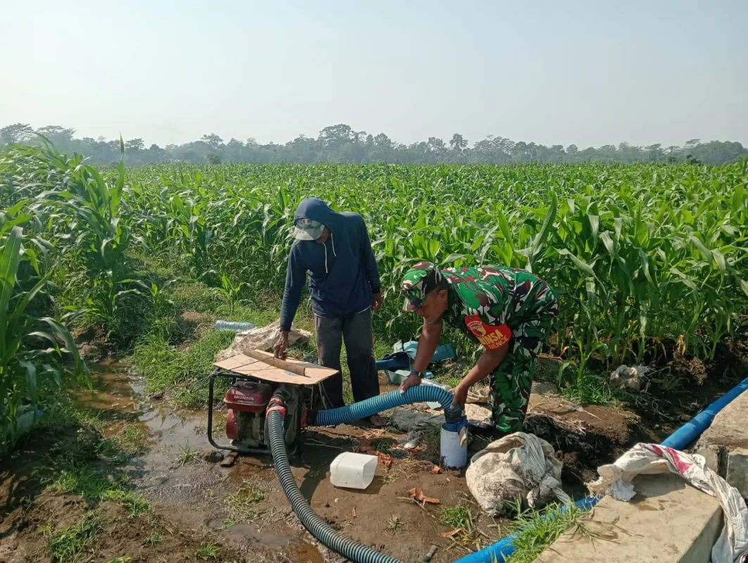 Dukung Hanpangan Lokal, Babinsa Koramil 0808/02 Garum Pendampingan Pengairan Tanaman Jagung Di Kelurahan Bence
