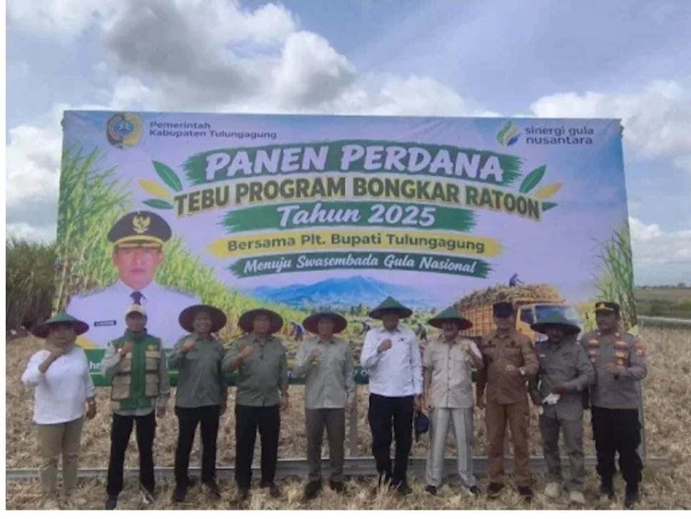 Pemkab Tulungagung Perkuat Sektor Tebu, Bongkar Ratoon Jadi Langkah Menuju Swasembada Gula