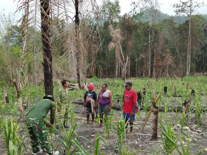 Satgas TMMD ke-130 Kodim 1808/Mansel Berikan Penyuluhan Pertanian, Dorong Kemandirian Pangan Warga Kampung Yamboi