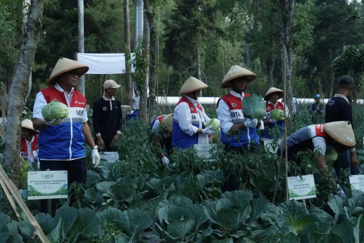 Inovasi Geo-Fert Dorong Panen Kubis 70 Ton di Kamojang