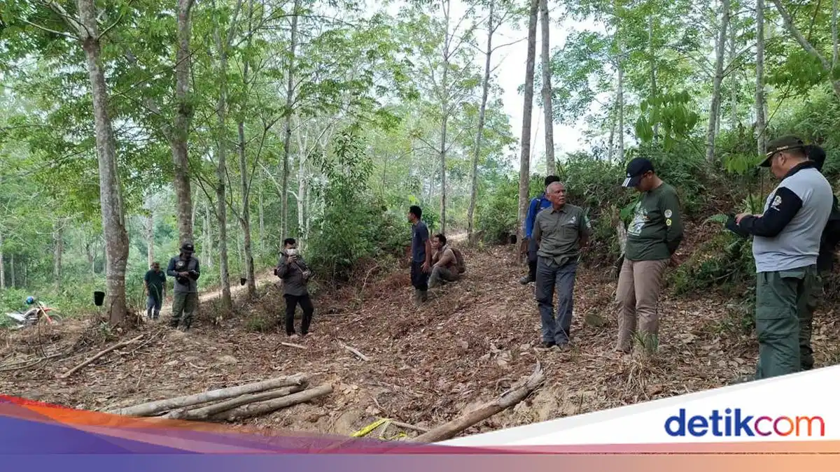 Penyebab Kematian Anak Gajah di Konsesi Jambi Masih Didalami