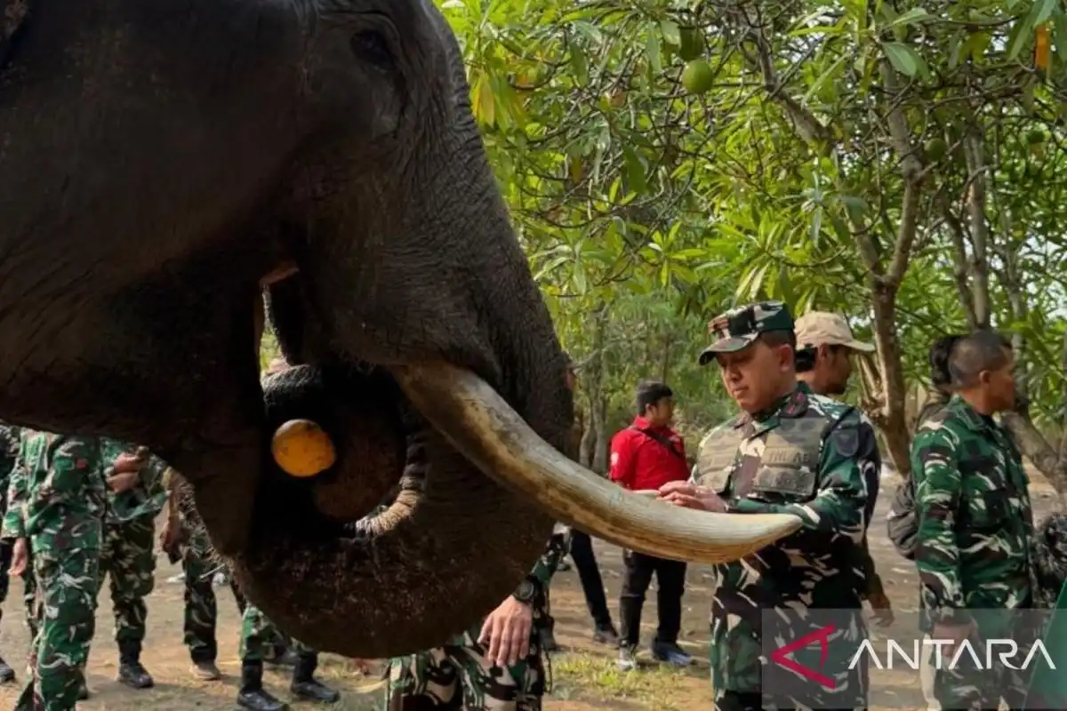 Pemantauan Kondisi Gajah Binaan di Padang Sugihan Menjadi Perhatian Korem 044/Garuda Dempo