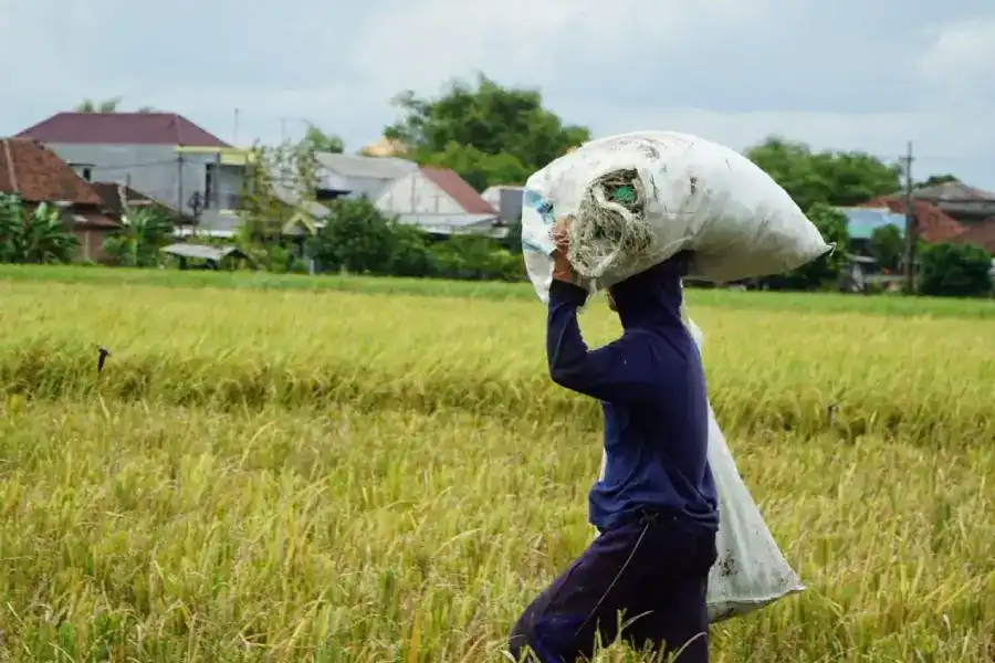 Serapan Beras Bulog Mojokerto Capai 77.300 Ton, Lampaui Sasaran