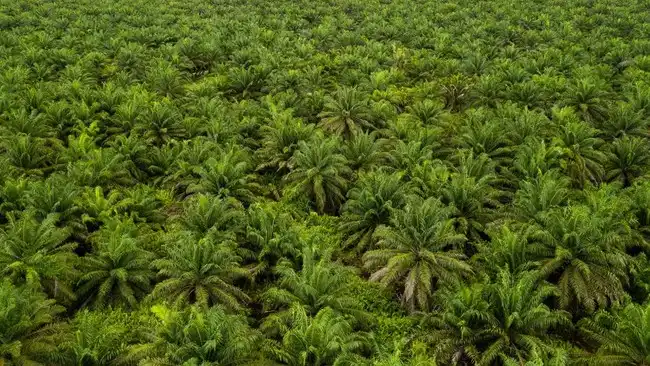 Sebaran Perkebunan Sawit Indonesia Meluas, Riau Menjadi Wilayah Terbesar