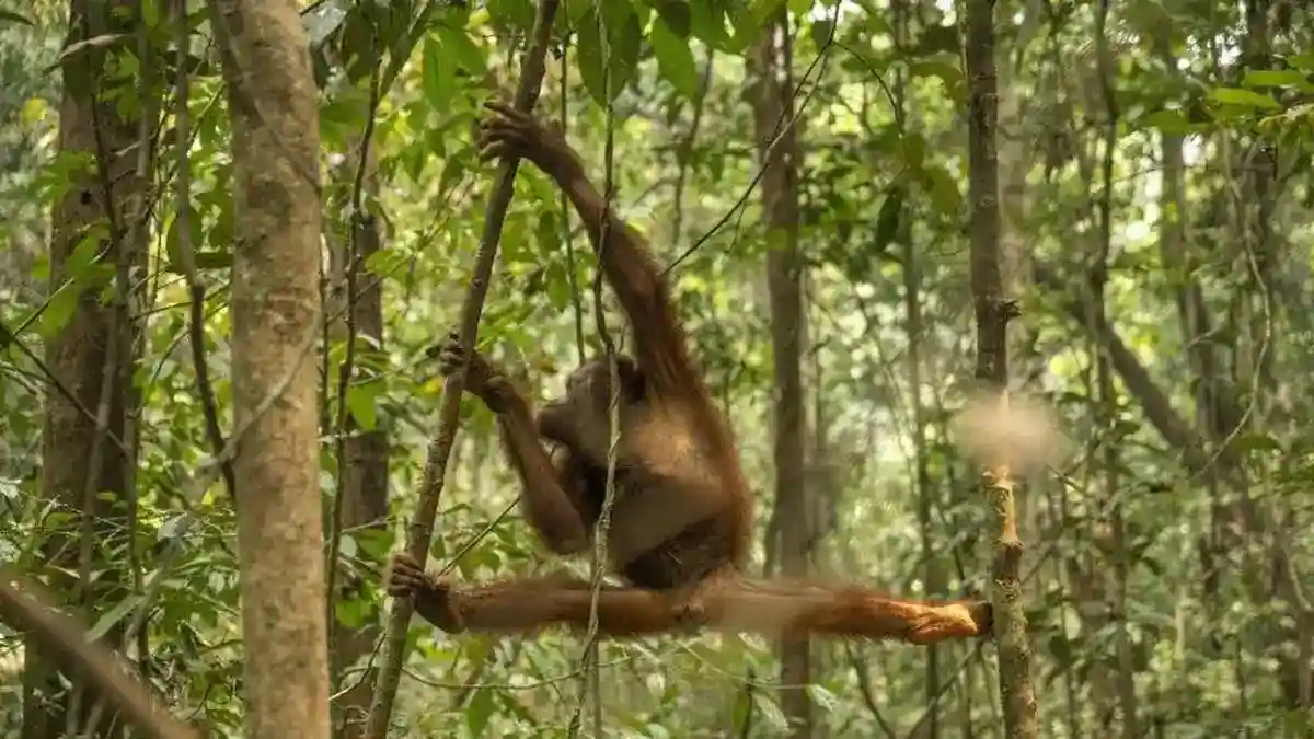 Upaya Menyelamatkan Orangutan Kalimantan dari Ancaman Karhutla