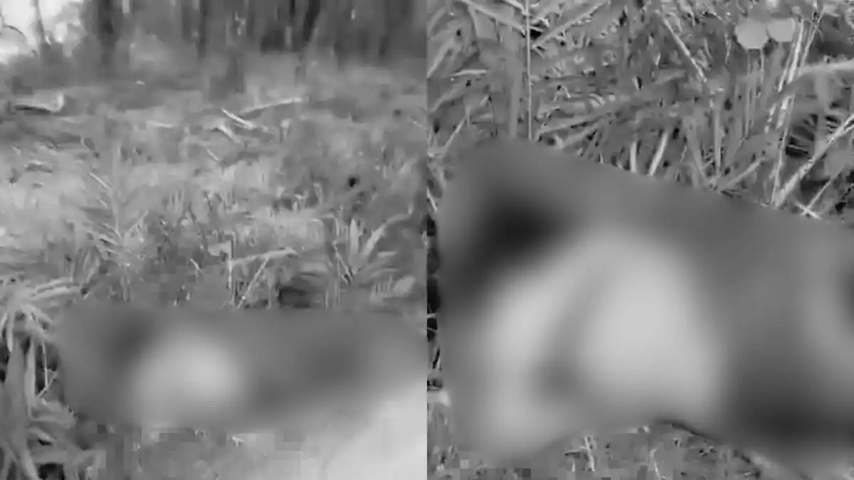 Penemuan Jasad Perempuan di Perkebunan Sawit Mesuji Masih Diselidiki Polisi