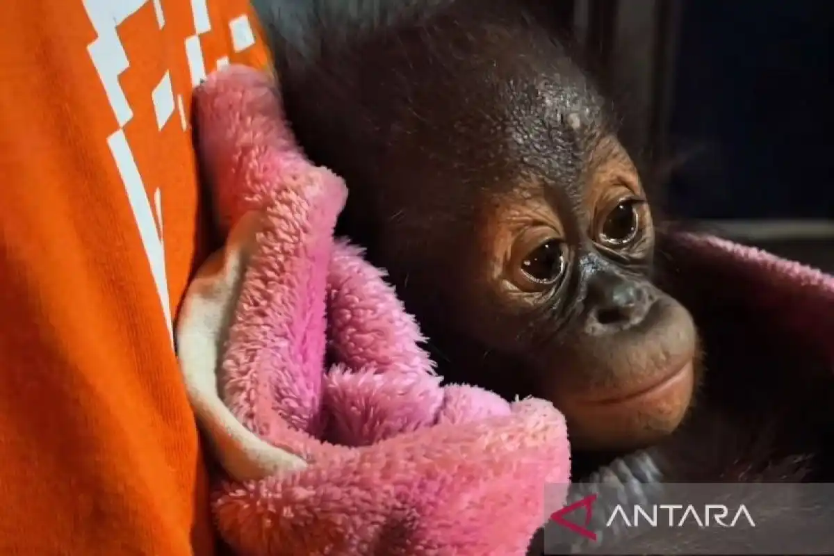 Bayi Orangutan Ditemukan Lemas di Kutai Timur, BKSDA Berikan Perawatan Darurat