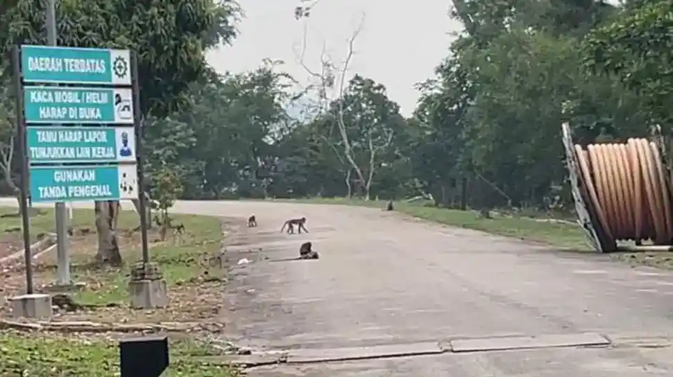 Blackout Batam-Bintan: Lima Orang Jadi Tersangka, Gangguan Diduga Berawal dari Monyet