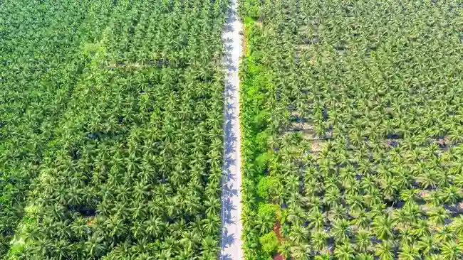 CPO Menguat ke MYR4.816 per Ton, Didukung Kenaikan Minyak Kedelai