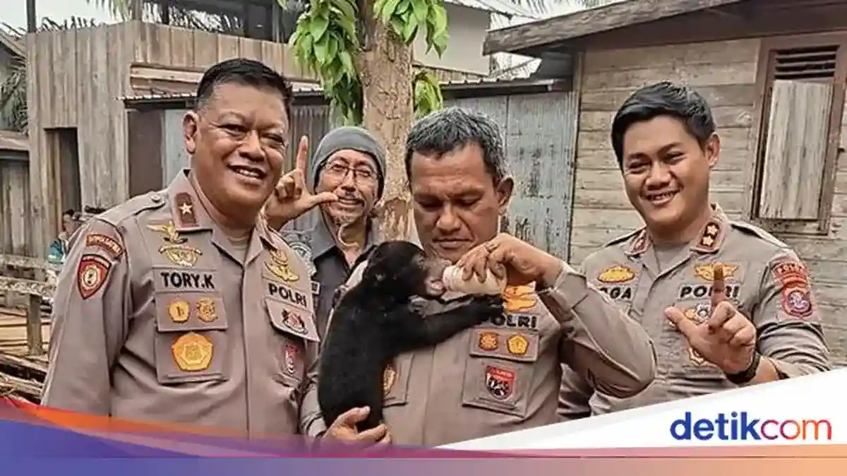 Anak Beruang Madu Terpisah dari Induk Saat Kebakaran Hutan di Seruyan