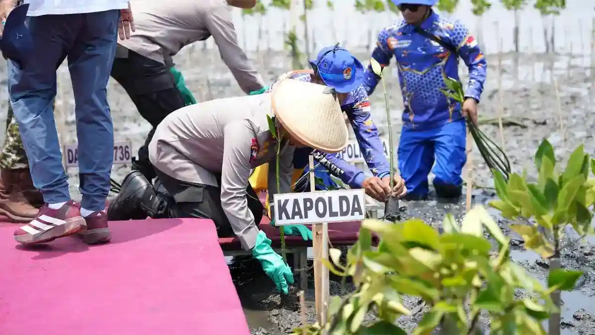 Mangrove Jadi Benteng Pesisir Batang dari Abrasi dan Rob