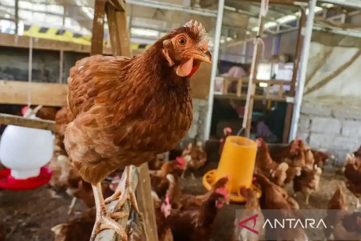 Rantai Pasok dan Kolaborasi Jadi Kunci Perluasan Telur Bebas Sangkar di Indonesia