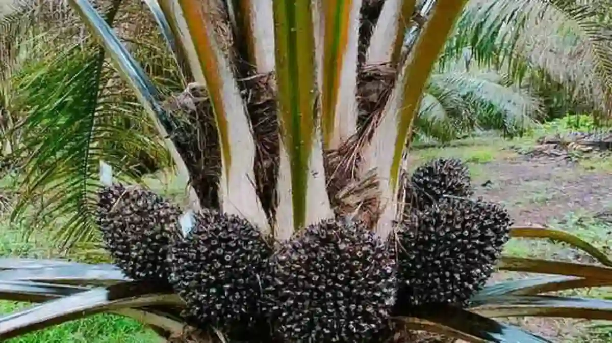 Kolaborasi BUMN Buka Peluang Penguatan Bioenergi Sawit di Indonesia