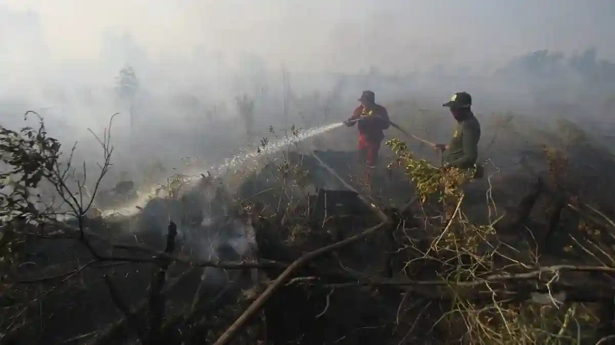 Petugas Kehutanan Toraja Utara Meninggal Setelah Tertimpa Pohon Saat Bertugas